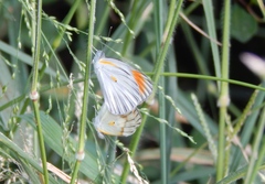 Colotis