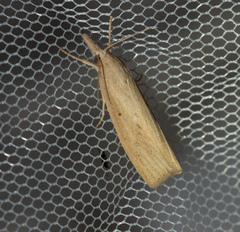 Chilo phragmitella