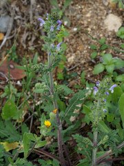 Salvia verbenaca