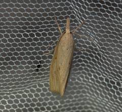 Chilo phragmitella