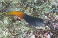 Ecsenius bicolor