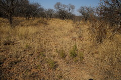 Euclea linearis