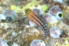 Ecsenius fijiensis