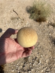 Citrullus colocynthis