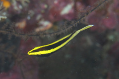 Labroides bicolor