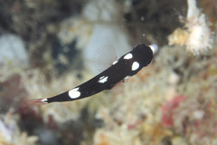 Bodianus axillaris