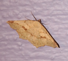 Antepione thisoaria