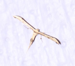 Pterophorinae