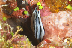 Phyllidiopsis xishaensis