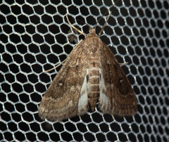 Parapoynx stratiotata