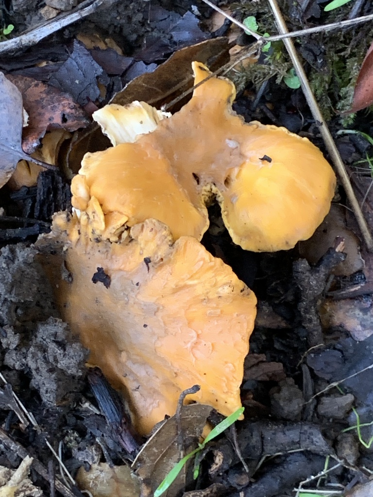 California Golden Chanterelle in December 2022 by emmashelton. Several observed in spots where I