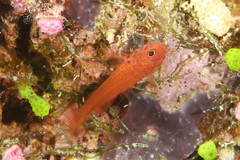 Trimma macrophthalmus
