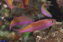 Luzonichthys waitei