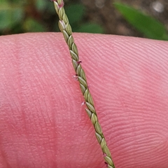 Digitaria violascens