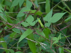 Ipomoea salsettensis