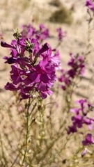 Penstemon thurberi