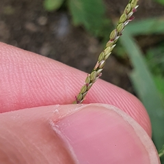 Digitaria violascens