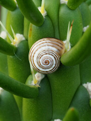 Pseudotachea splendida