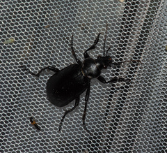 Calosoma maderae