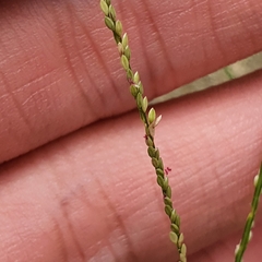 Digitaria violascens