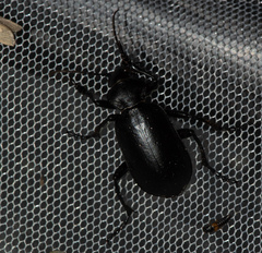 Calosoma maderae