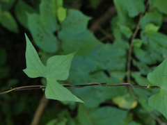 Ipomoea salsettensis