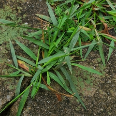 Digitaria violascens