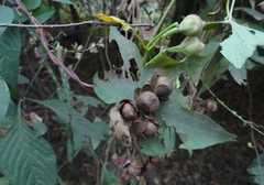Ipomoea salsettensis