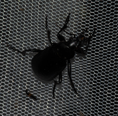 Calosoma maderae