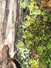 Syntrichia papillosa