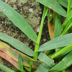 Digitaria violascens