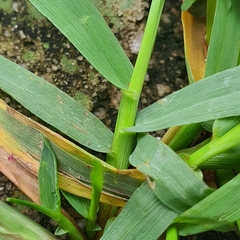 Digitaria violascens