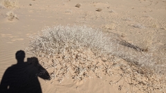 Dicoria canescens
