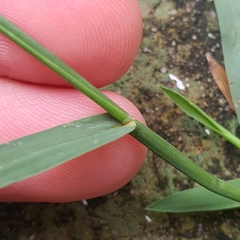 Digitaria violascens