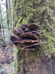 Phaeolus schweinitzii