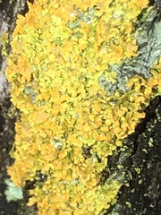 Xanthomendoza ulophyllodes