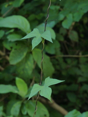 Ipomoea salsettensis