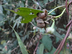 Ipomoea salsettensis