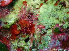 Amphiroa cryptarthrodia