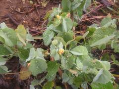 Abutilon austro-africanum