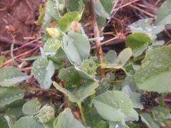 Abutilon austro-africanum