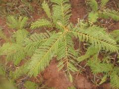 Albizia harveyi