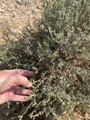 Heliotropium bacciferum