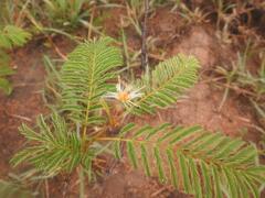 Albizia harveyi