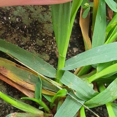 Digitaria violascens