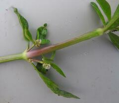 Alternanthera sessilis