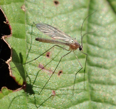 Sciaroidea