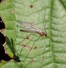 Sciaroidea