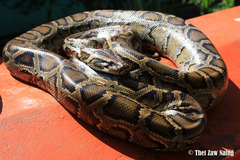 Python bivittatus