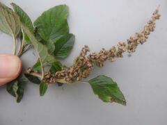 Amaranthus blitum